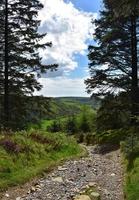 Felsen- und Steinpfad, der sich durch die Wälder schlängelt foto