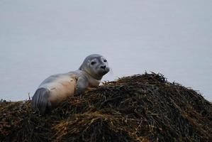 kostbarer Seehundwelpe foto