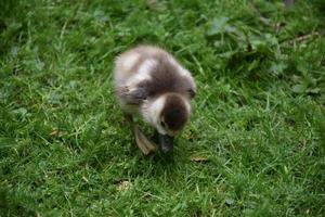 sehr süßes Fuzzy-Baby-Entlein, das vorwärts watschelt foto