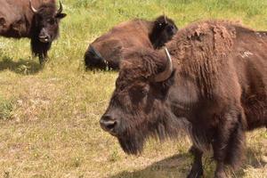 kleine Bisonherde, die an einem Sommertag zusammensteht foto