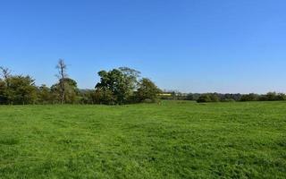 große saftig grüne Grasweide im Frühjahr foto