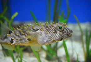 Gestreifter Igelfisch, der zwischen grünem Aalgras schwimmt foto