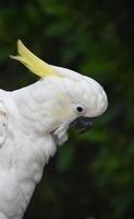 Seitenprofil eines weißen Kakaduvogels foto