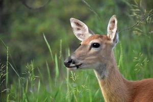 aufmerksame Hirsche in Wäldern in South Dakota foto