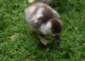 gefleckte Federn auf einem wirklich süßen Baby-Entlein foto