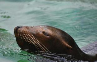 Entzückende schielende Augen auf einem schwimmenden Seelöwen foto