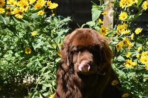 Schokoladenbrauner Neufundländer in einem Garten foto