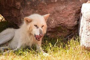 Timberwolf leckt sich in freier Wildbahn die Nase foto