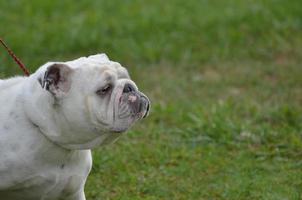 Englische Bulldogge mit einem selbstgefälligen Becher foto