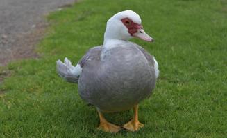 süße weiße und graue Ente mit gekräuselten Flügeln foto