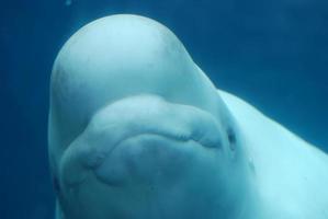 erstaunliches Grinsen eines Beluga-Wals, der unter Wasser schwimmt foto