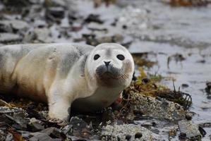 selbstgefälliger Becher eines Seehundbabys an einem felsigen Strand foto