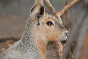 schönes Capybara-Profil aus nächster Nähe und persönlich foto