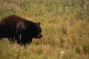 pelziger schwarzer Bär, der im Heufeld umherstreift foto