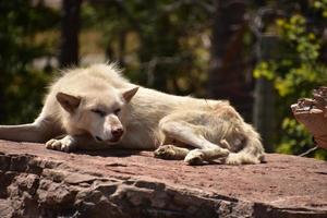 ungepflegter weißer Wolf, der auf einem Felsen schläft foto