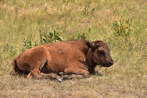 Fuzzy junges Bisonkalb, das sich in einem Feld niederlegt foto