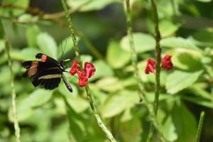 Bestäubender gestreifter schwarzer Schmetterling auf einer roten Blume foto