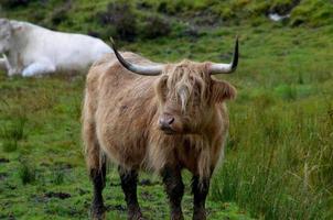 süße langhaarige hochlandkuh auf der isle of skye foto