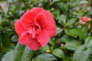 Rote Kamelie, die in einem Garten blüht foto