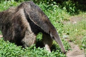 schnüffelnder Riesenameisenbär foto