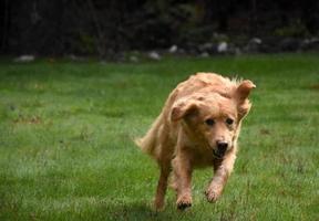 Duck Tolling Retriever-Hund beim Laufen in Aktion foto