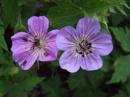 blühende Schattierungen von lila Geranienblüten foto