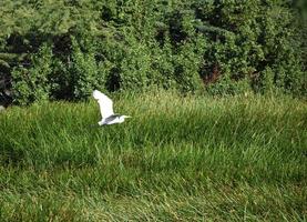 Gleitender weißer Silberreiher, der über einen Sumpf fliegt foto