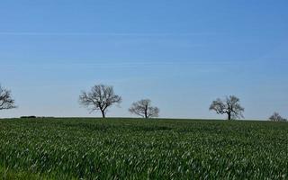 Bäume am Horizont nach dichten grünen Feldern foto
