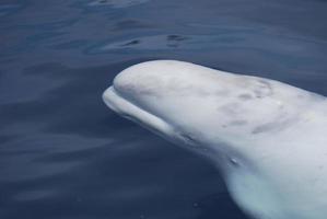 Weißer Wal, der unter der Wasseroberfläche schwimmt foto