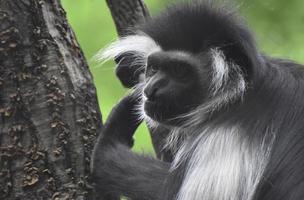 fantastisches Gesicht eines Colobus-Affen, der in einem Baum balanciert ist foto