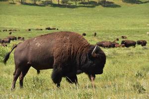 wandern und grasende Bisonherde im Feld foto