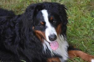 Berner Sennenhund, der nach oben schaut foto