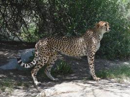 königlicher schlanker Gepard, der auf einem flachen Felsen steht foto