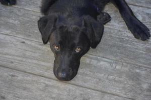 schwarzer Laborhund, der auf einem Holzdeck ruht foto