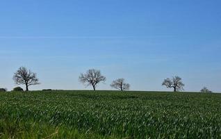 grünes Ackerland und Felder mit Bäumen am Horizont foto