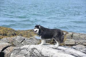 Shaggy Husky-Hund entlang der felsigen Küste von Maine foto