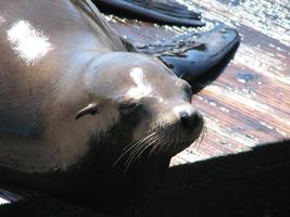 Seelöwe sonnt sich auf einem Pier foto