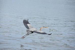 Flügel verlängert auf einem großen blauen Reiher im Flug foto