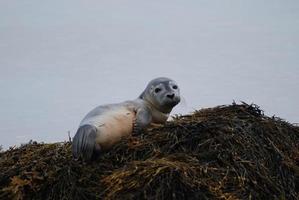 Müder Seehundwelpe, der eine Pause macht foto