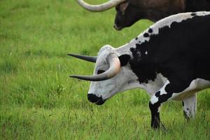 Schwarz-Weiß-Longhorn-Ochsen in einem Feld foto