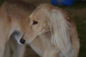 Profil eines blonden Saluki-Hundes foto