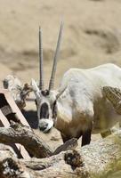 Arabischer Oryx, der auf einem Haufen Heu kaut foto