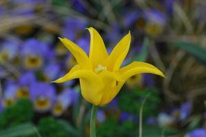 hübsche gelbe Tulpe mit spitzen Blütenblättern foto