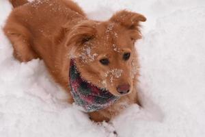 Goldener Hund, der an einem Wintertag im Schnee ruht foto