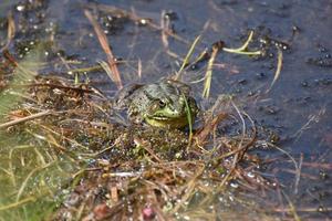 Frosch, der aus einem nassen Sumpf späht foto