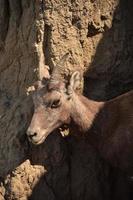 Baby-Dickhornschaf, das aus einer Klippe herausragt foto