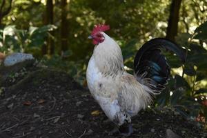 Weißes Freilandhuhn mit roter Krone foto