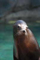 junger Sternseelöwe foto