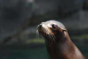 fantastisches Gesicht eines jungen Seelöwen foto