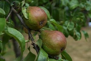 organische frische Birnen, die an einem Birnenbaum hängen foto